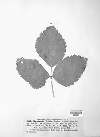 Mycosphaerella ribis image